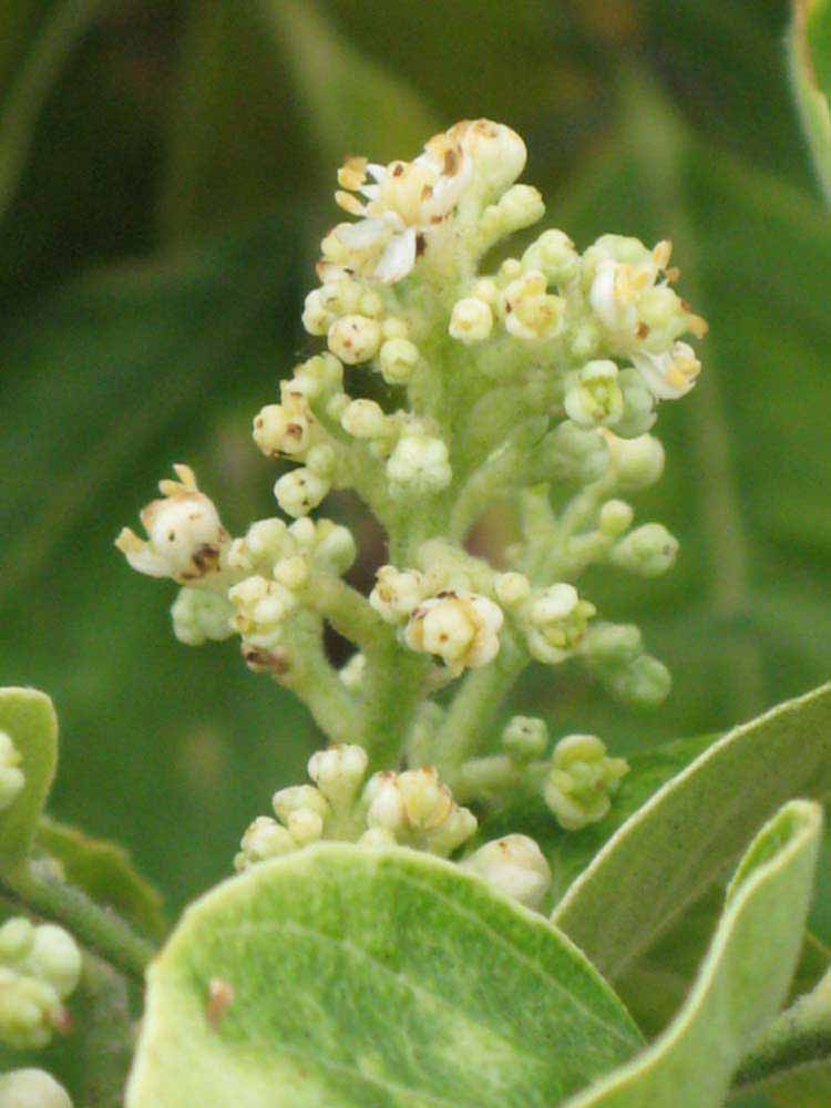              Inflorescence (Riverside, CA)       